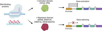 In vivo liver targeted genome editing as therapeutic approach: progresses and challenges